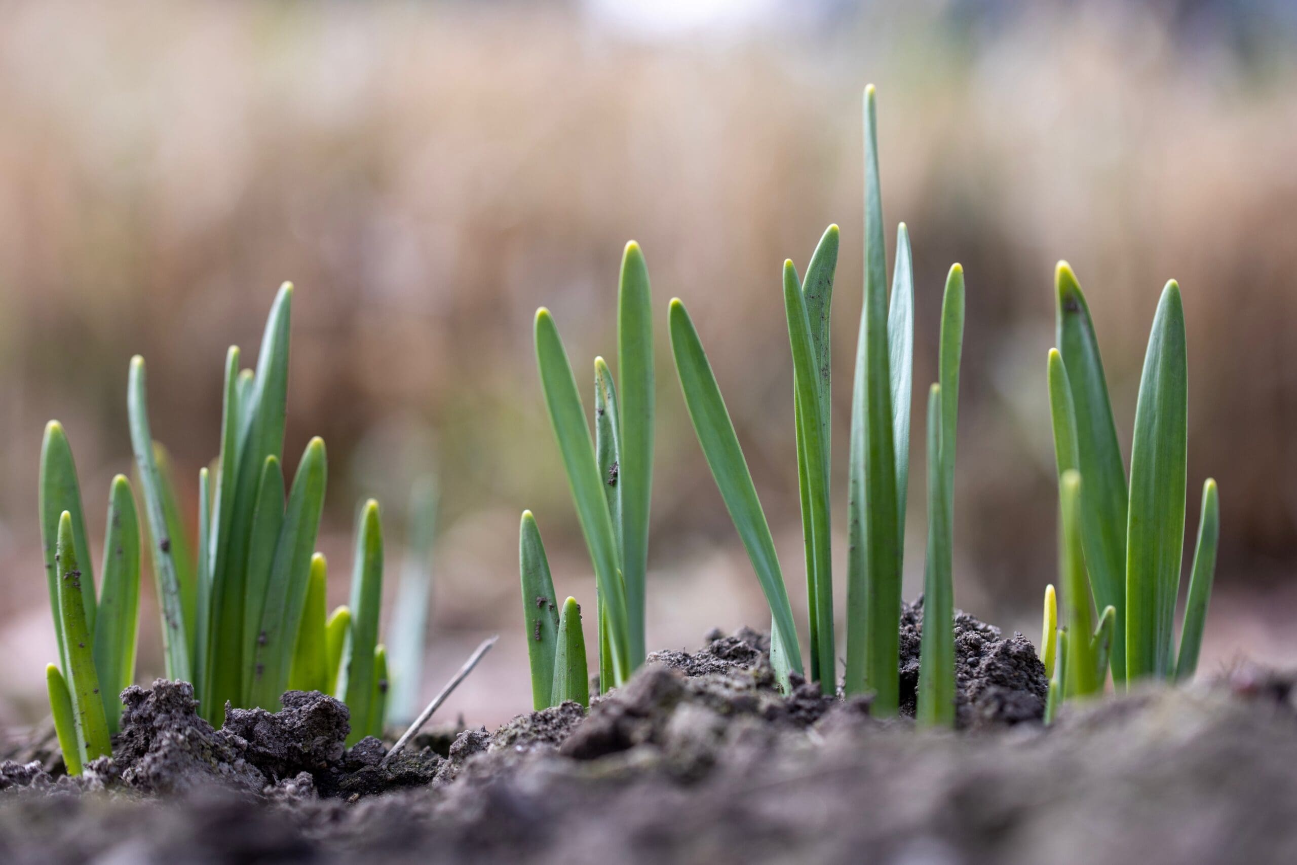 Flowers sprouting out of dark soil